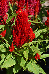 Glorious Red Celosia (Celosia plumosa 'Glorious Red') at A Very Successful Garden Center