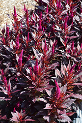 Kelos Fire Purple Celosia (Celosia 'Kelos Fire Purple') at A Very Successful Garden Center