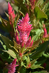 Kelos Fire Pink Celosia (Celosia 'Kelos Fire Pink') at A Very Successful Garden Center