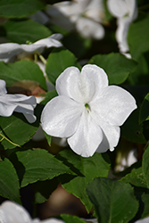 Beacon White Impatiens (Impatiens walleriana 'PAS1357832') at A Very Successful Garden Center