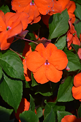 Beacon Orange Impatiens (Impatiens walleriana 'PAS1377331') at A Very Successful Garden Center