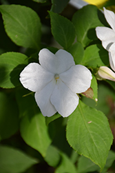 Imara XDR White Impatiens (Impatiens walleriana 'Imara XDR White') at A Very Successful Garden Center