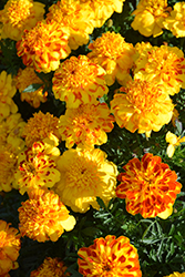 Flamenco Marigold (Tagetes patula 'PAS1224888') at A Very Successful Garden Center