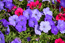 Easy Wave Lavender Sky Blue Petunia (Petunia 'Easy Wave Lavender Sky Blue') at Lakeshore Garden Centres