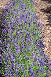 Avignon Early Blue Lavender (Lavandula angustifolia 'PAS1213797') at Lakeshore Garden Centres