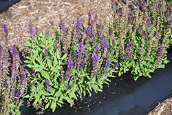 New Dimension Blue Sage (Salvia nemorosa 'PAS889972') at A Very Successful Garden Center