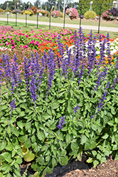 Big Blue Salvia (Salvia 'PAS1246577') at A Very Successful Garden Center