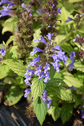Prelude Blue Catmint (Nepeta subsessilis 'Balneplud') at Lakeshore Garden Centres