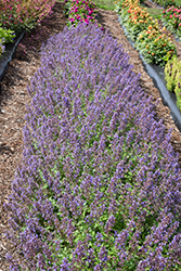 Whispurr Blue Catmint (Nepeta x faassenii 'Balpurrlu') at A Very Successful Garden Center