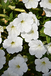 ColorRush White Petunia (Petunia 'ColorRush White') at Lakeshore Garden Centres