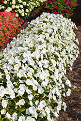 ColorRush White Petunia (Petunia 'ColorRush White') at A Very Successful Garden Center