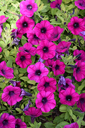 ColorRush Purple Petunia (Petunia 'Balcushurp') at A Very Successful Garden Center
