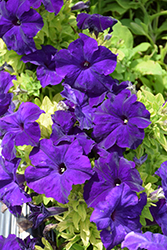 Success! HD Blue Petunia (Petunia 'Success! HD Blue') at A Very Successful Garden Center