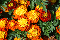 Super Hero Spry Marigold (Tagetes patula 'Super Hero Spry') at A Very Successful Garden Center