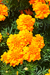 Super Hero Orange Marigold (Tagetes patula 'Super Hero Orange') at A Very Successful Garden Center