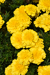 Super Hero Yellow Marigold (Tagetes patula 'Super Hero Yellow') at A Very Successful Garden Center