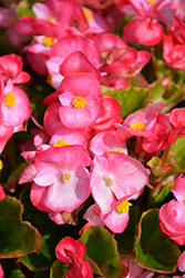 Super Cool Bicolor Begonia (Begonia 'Super Cool Bicolor') at A Very Successful Garden Center