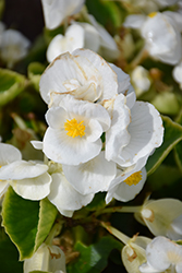 Super Cool White Begonia (Begonia 'Super Cool White') at A Very Successful Garden Center