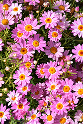 Aramis Pink Eye Marguerite Daisy (Argyranthemum frutescens 'Aramis Pink Eye') at A Very Successful Garden Center