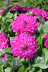 Lubega Power Violet Bicolor Dahlia (Dahlia 'Lubega Power Violet Bicolor') at Lakeshore Garden Centres