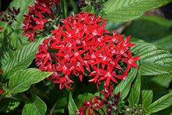 Graffiti OG Red Velvet Flower (Pentas lanceolata 'OG Red Velvet') at A Very Successful Garden Center
