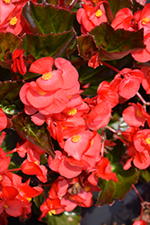 Viking Red on Bronze Begonia (Begonia 'Viking Red on Bronze') at A Very Successful Garden Center