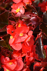 Viking Red on Chocolate Begonia (Begonia 'Viking Red on Chocolate') at Lakeshore Garden Centres
