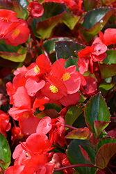 Viking Red on Green Begonia (Begonia 'Viking Red on Green') at A Very Successful Garden Center