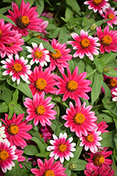 Profusion Cherry Bicolor Zinnia (Zinnia 'Profusion Cherry Bicolor') at Lakeshore Garden Centres