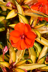 SunPatiens Vigorous Tropical Orange New Guinea Impatiens (Impatiens 'SAKIMP055') at Lakeshore Garden Centres