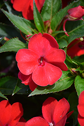 SunPatiens Vigorous Red Impatiens (Impatiens 'SAKIMP048') at A Very Successful Garden Center