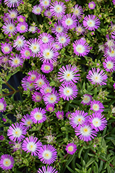 Suntropics Hot Pink Ice Plant (Delosperma 'Suntropics Hot Pink') at Stonegate Gardens