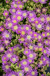 Suntropics Purple Ice Plant (Delosperma 'Suntropics Purple') at A Very Successful Garden Center