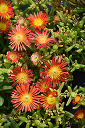 Suntropics Red Ice Plant (Delosperma 'Suntropics Red') at A Very Successful Garden Center