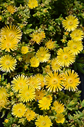 Suntropics Yellow Ice Plant (Delosperma 'Suntropics Yellow') at Stonegate Gardens