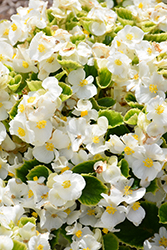 Ambassador White Begonia (Begonia 'Ambassador White') at A Very Successful Garden Center