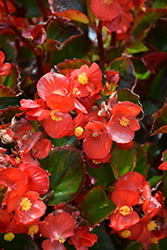Ambassador Scarlet Begonia (Begonia 'Ambassador Scarlet') at A Very Successful Garden Center