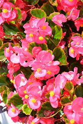 Ambassador Rose Begonia (Begonia 'Ambassador Rose') at A Very Successful Garden Center