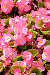 Ambassador Pink Begonia (Begonia 'Ambassador Pink') at A Very Successful Garden Center
