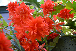 Illumination Orange Begonia (Begonia 'Illumination Orange') at A Very Successful Garden Center