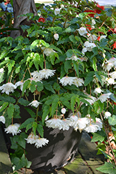 Illumination White Sparkle Begonia (Begonia 'Illumination White Sparkle') at A Very Successful Garden Center