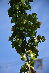 Chinook Hops (Humulus lupulus 'Chinook') at A Very Successful Garden Center