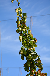 Sterling Hops (Humulus 'Sterling') at A Very Successful Garden Center