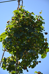 Crystal Hops (Humulus 'Crystal') at A Very Successful Garden Center