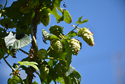 Galena Hops (Humulus lupulus 'Galena') at A Very Successful Garden Center