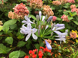 Baby Blue African Agapanthus (Agapanthus africanus 'Baby Blue') at A Very Successful Garden Center