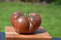 Heirloom Marriage Cherokee Carbon Tomato (Solanum lycopersicum 'Cherokee Carbon') at A Very Successful Garden Center