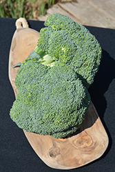 Belstar Broccoli (Brassica oleracea var. italica 'Belstar') at A Very Successful Garden Center