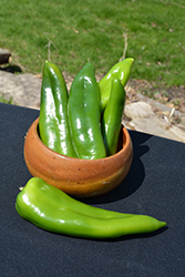 Biggie Chile Pepper (Capsicum annuum 'Biggie Chile') at A Very Successful Garden Center