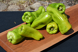 Cubanelle Pepper (Capsicum annuum 'Cubanelle') at A Very Successful Garden Center